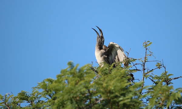 African Grey Hornbill (19)