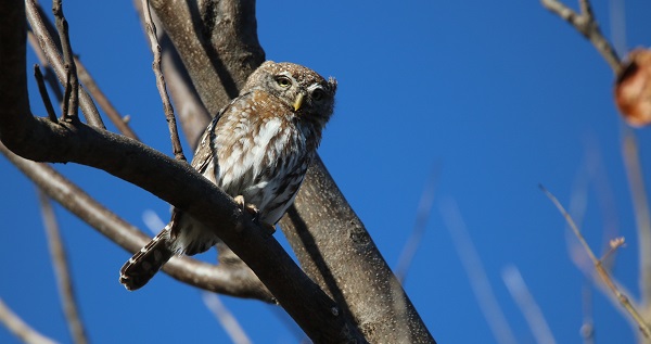 BUSH FACTS #25 – PEARL SPOTTED OWLET