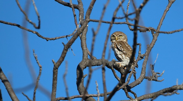 Pearl - Spotted Owlet (6)