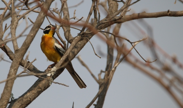 Golden Breasted Bunting (9)
