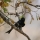 BUSH FACTS #28 - FORK TAILED DRONGO