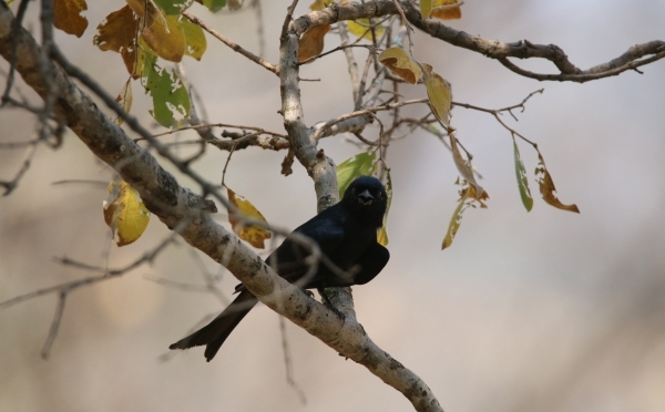 BUSH FACTS #28 – FORK TAILED DRONGO