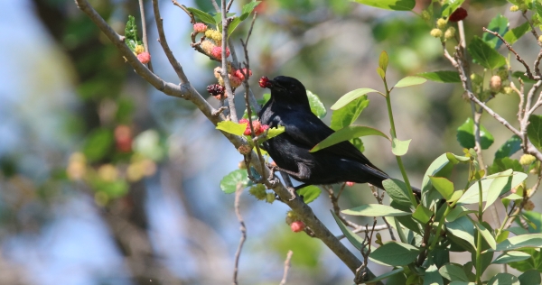 Fork Tailed Drongo (6)