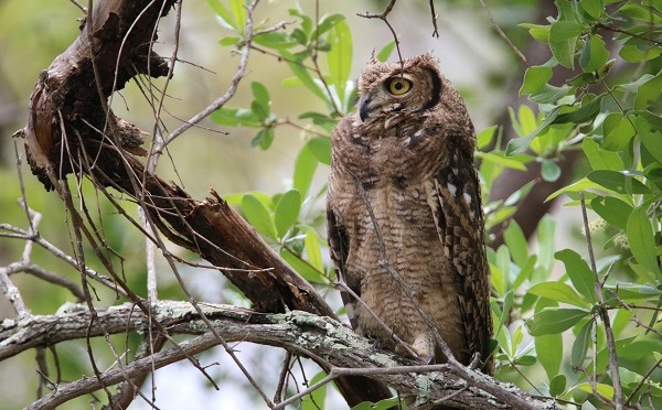 BUSH FACTS #32 – SPOTTED EAGLE OWL